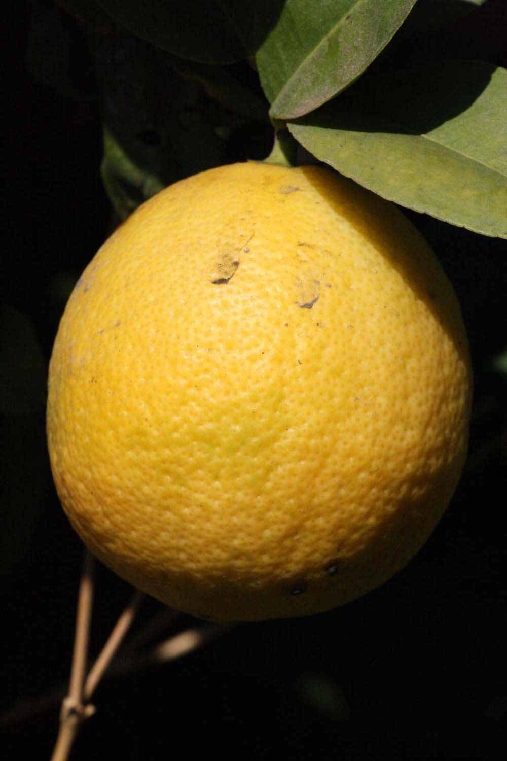            Fruit (Riverside, CA)   